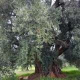 Il fogliame � fitto, di un verde argenteo che riflette la luce anche nelle giornate pi� opache, mentre la struttura complessiva appare compatta ma al tempo stesso fluida, come se fosse in continuo movimento